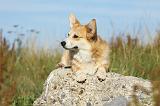 CORGI PEMBROKE 797